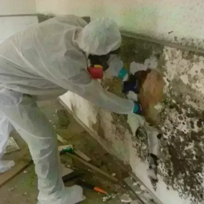 Mold Remediation and Removal in Hyannis, NE